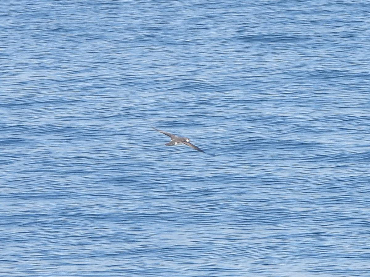 Малый буревестник - ML644395708