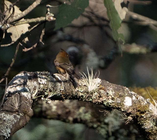 Mosquero Moñudo Común - ML644395724