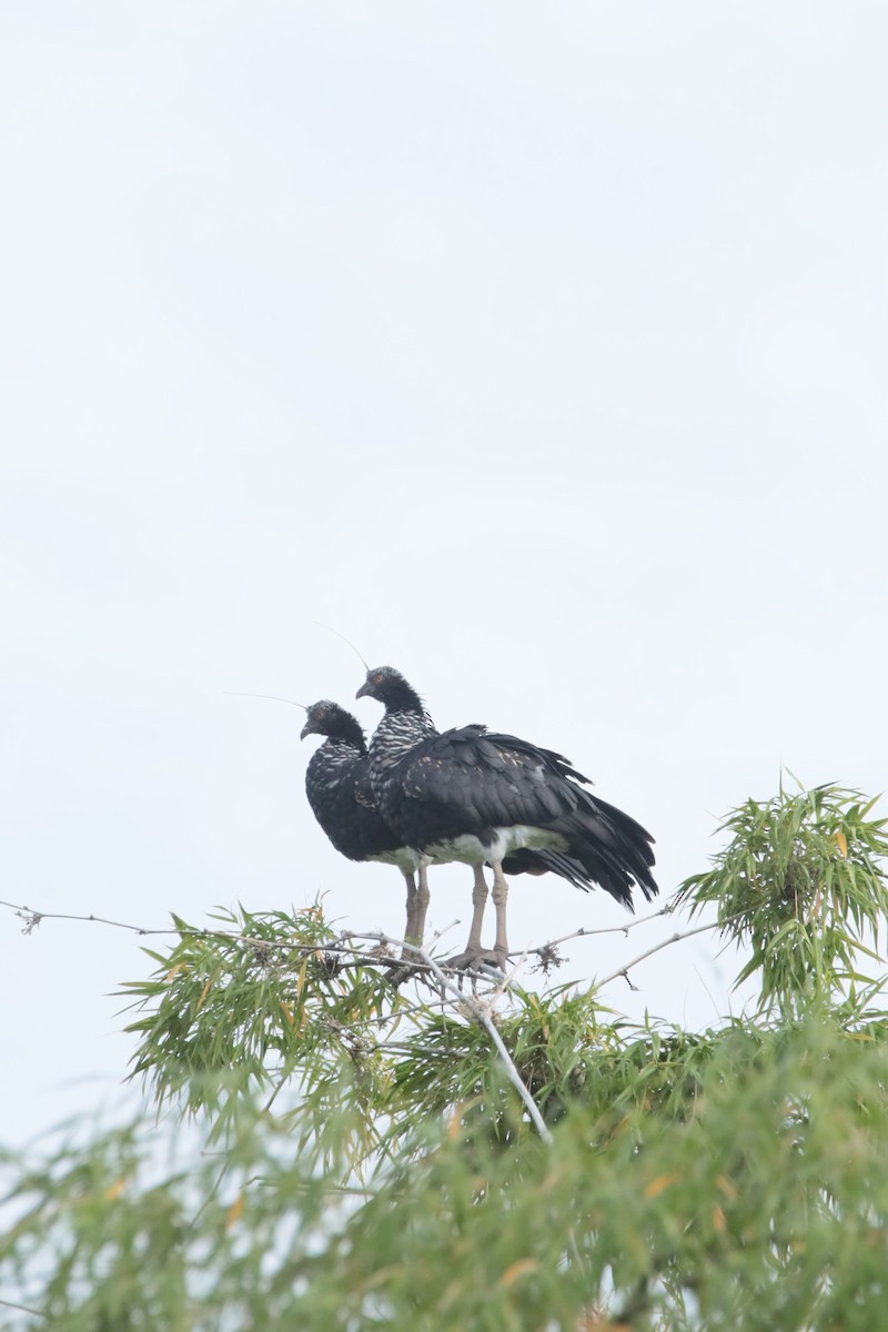 Horned Screamer - ML644395725