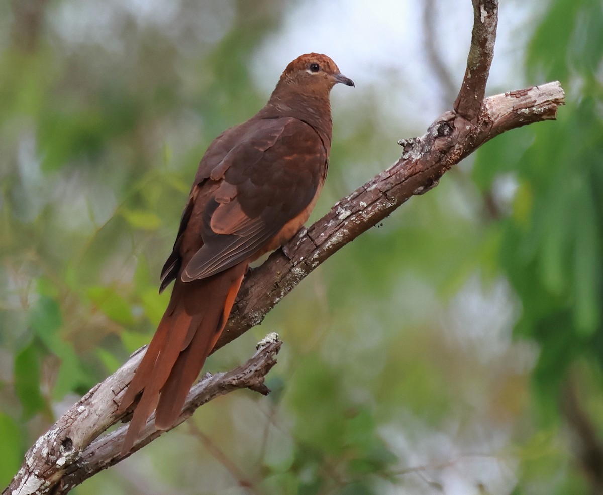 Phasianelle brune - ML644395732