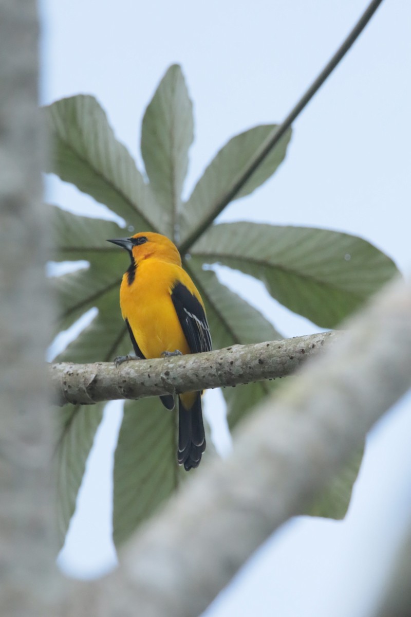 gultrupial - ML644395736