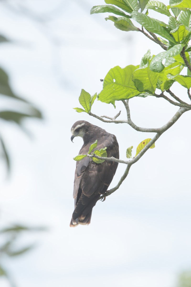 snegleglente - ML644395742