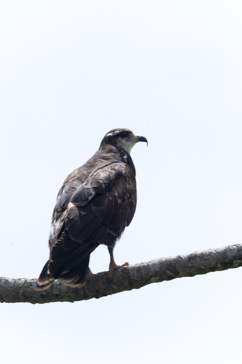 snegleglente - ML644395743