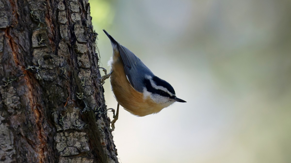 Red-breasted Nuthatch - ML644395748