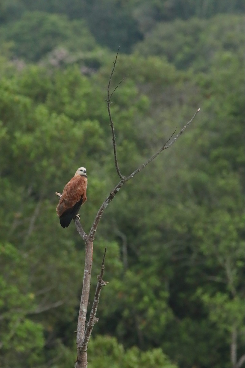 fiskevåk - ML644395758