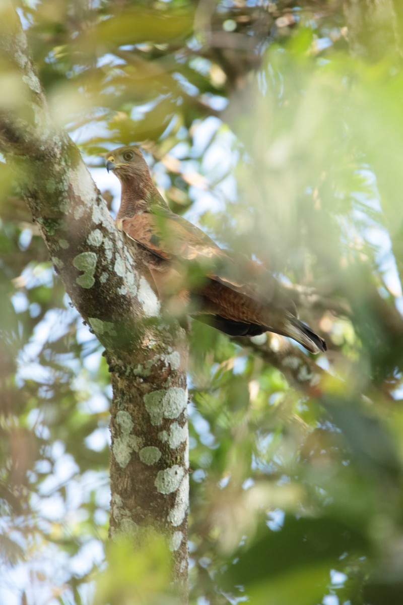 kanelvåk - ML644395760