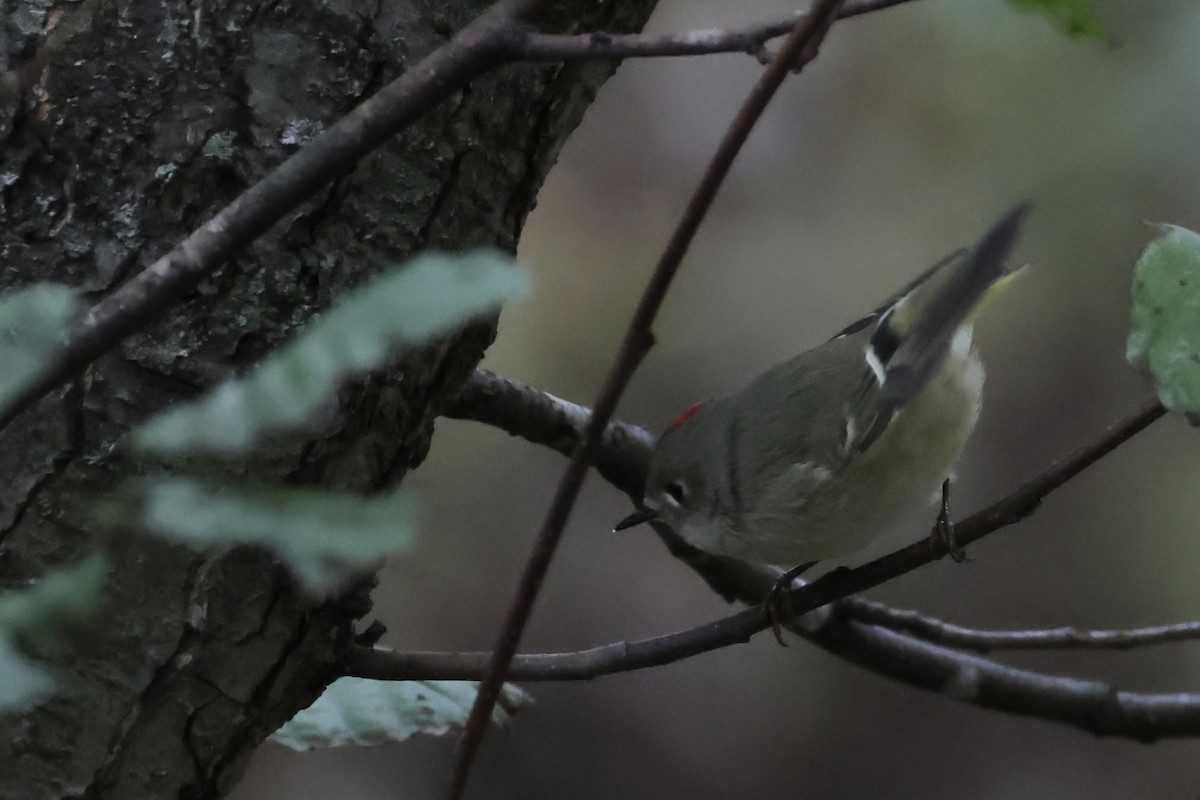 rubinfuglekonge - ML644395772