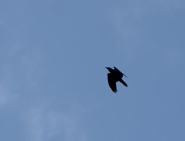 Cuervo Grande - ML644395774