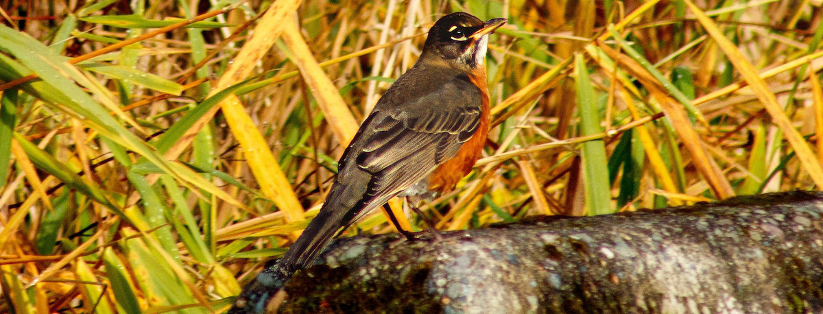 American Robin - ML644395776