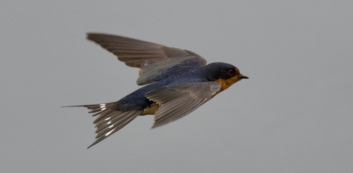 Barn Swallow - ML644395782