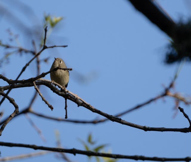 rubinfuglekonge - ML644395787