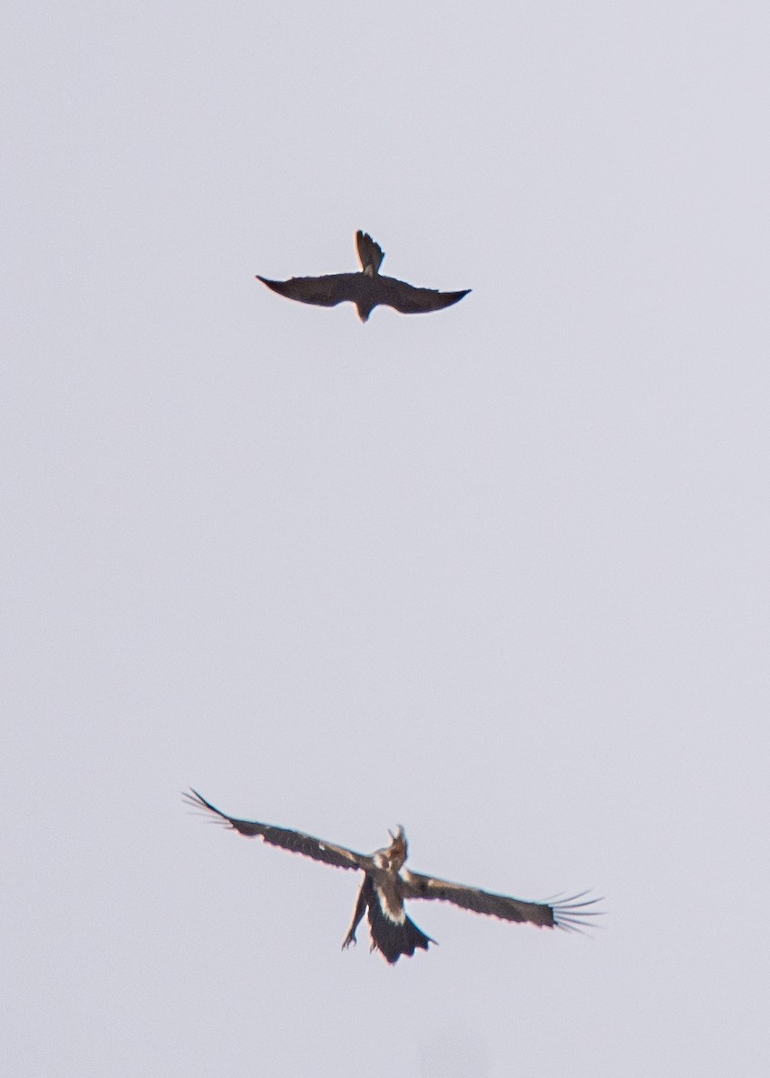 Black Falcon - ML644395789