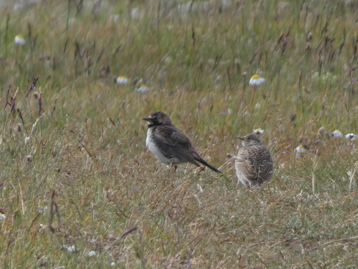 Alondra Cornuda - ML644395793