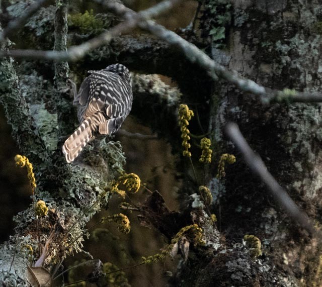 Cucarachero Serrano - ML644395802