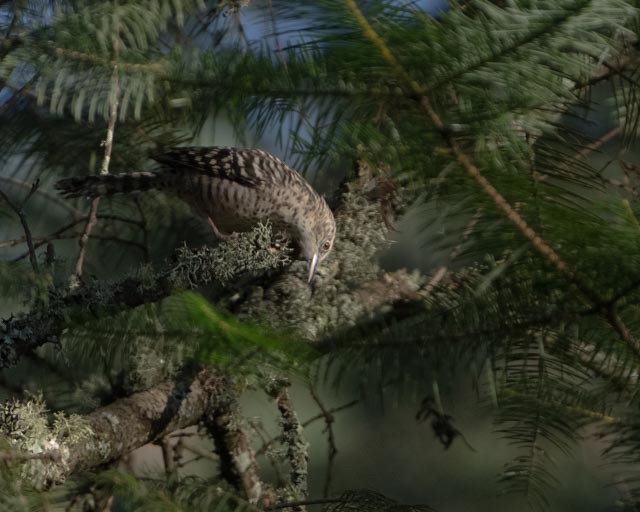 Cucarachero Serrano - ML644395803