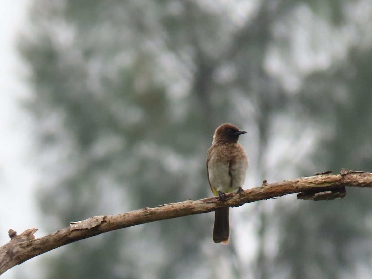בולבול אפריקני - ML644395805