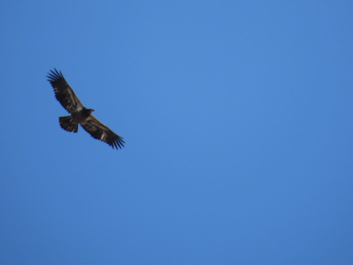 Белоголовый орлан - ML644395809