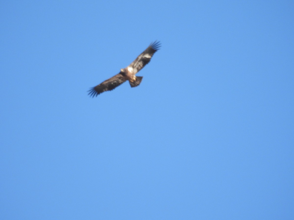 Белоголовый орлан - ML644395810