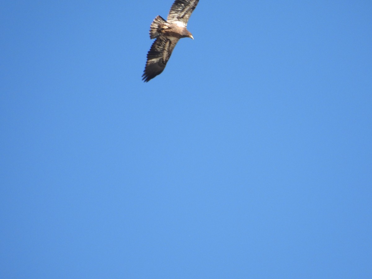 Белоголовый орлан - ML644395811