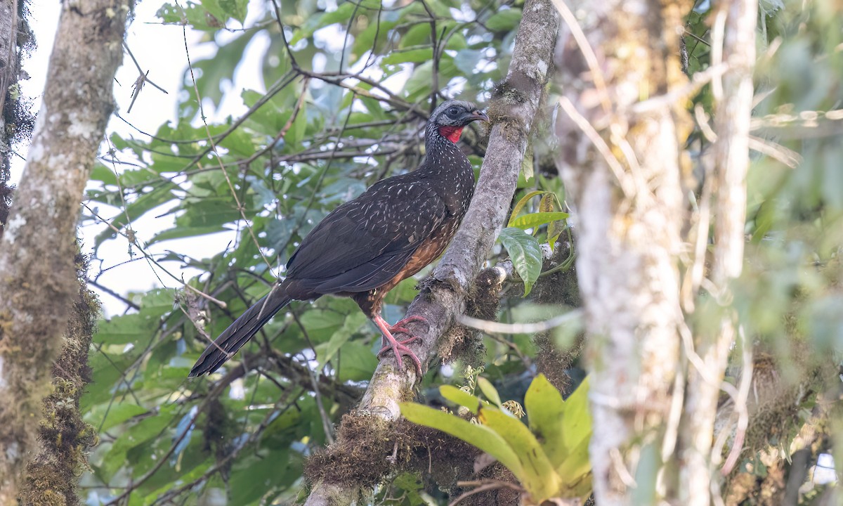 andeshokko - ML644395849