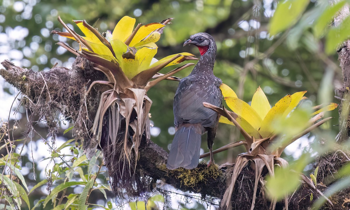 andeshokko - ML644395850