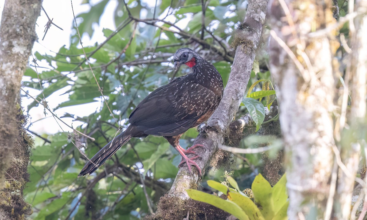 andeshokko - ML644395851