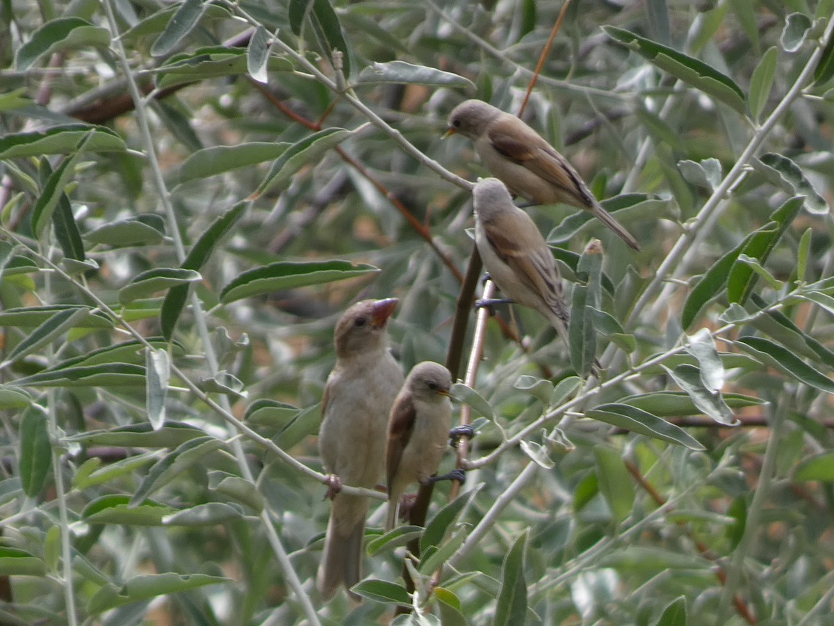 pungmeis - ML644395854