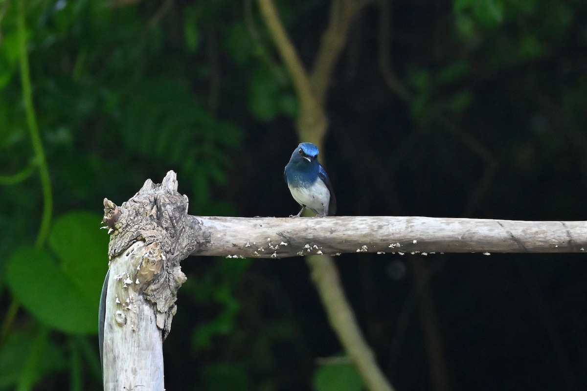 Hainan Blue Flycatcher - ML644395857