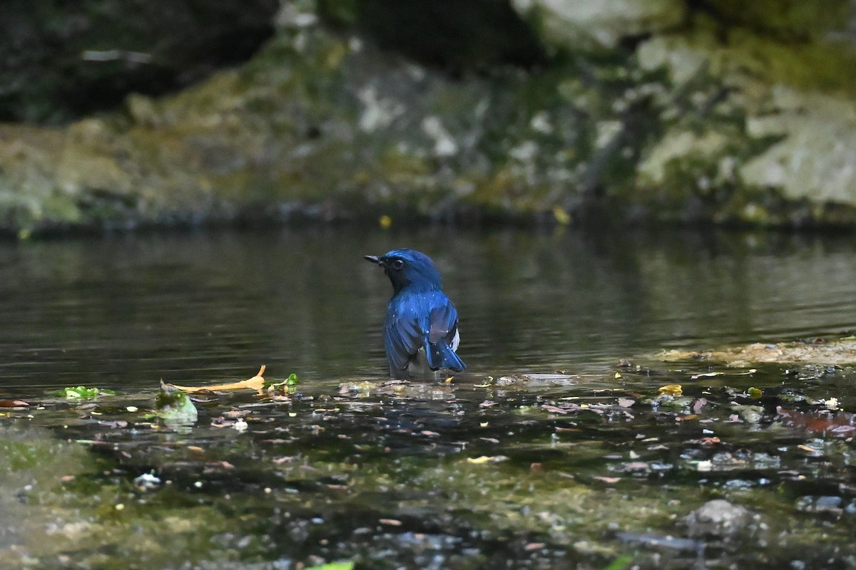 Hainan Blue Flycatcher - ML644395858