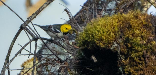 Reinita Cabecigualda - ML644395868