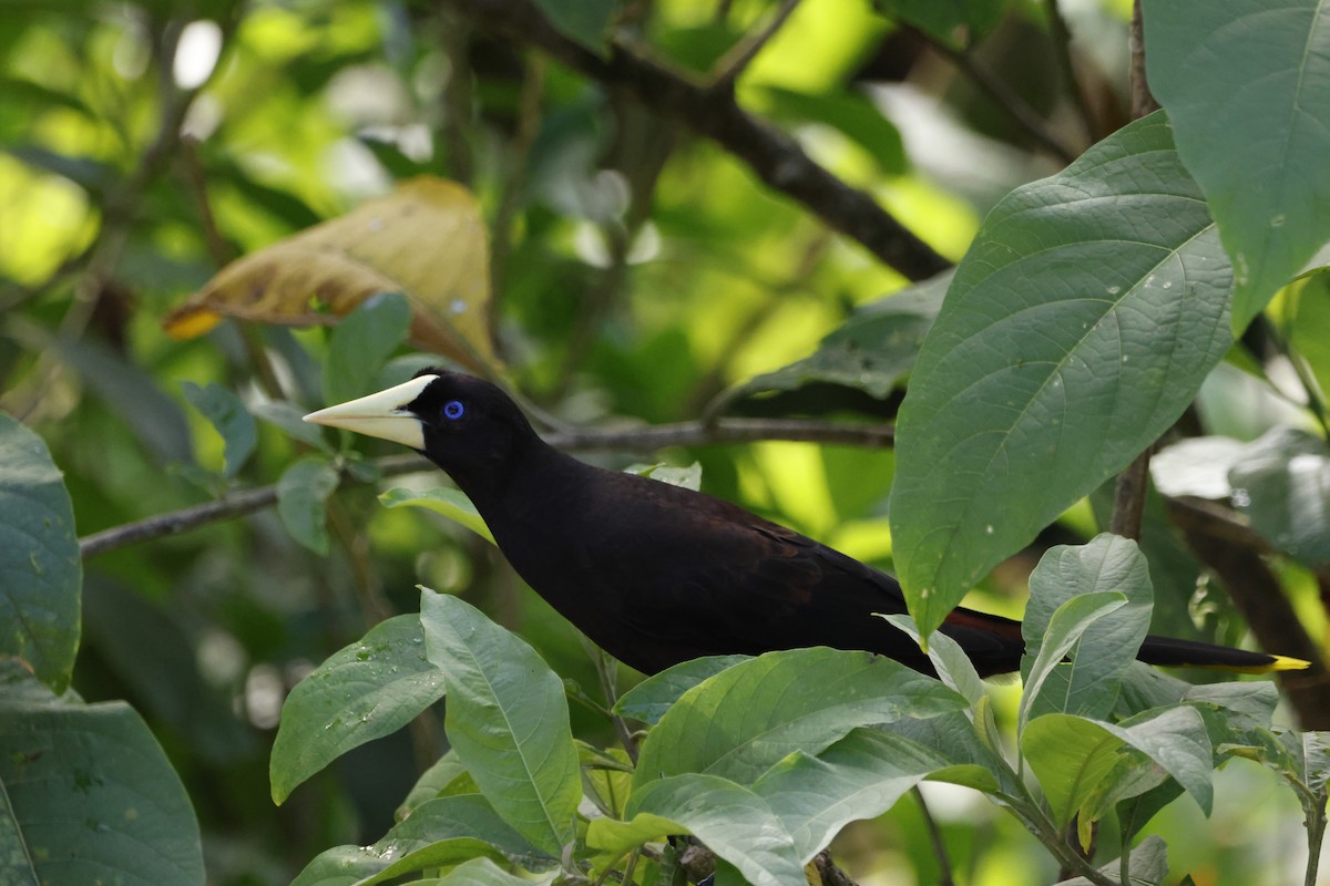 カンムリオオツリスドリ - ML644395879