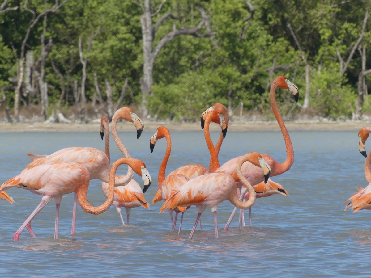 American Flamingo - ML644395881