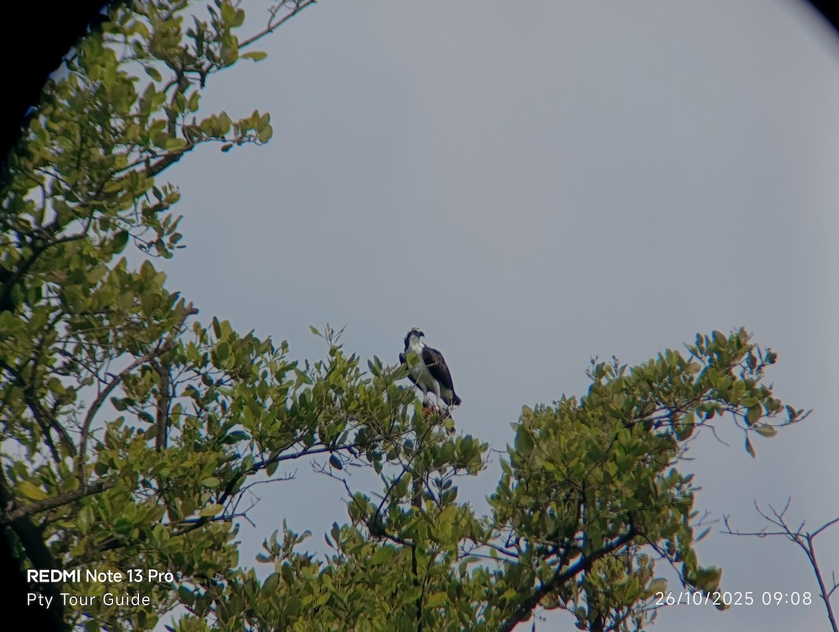 Osprey - ML644395886