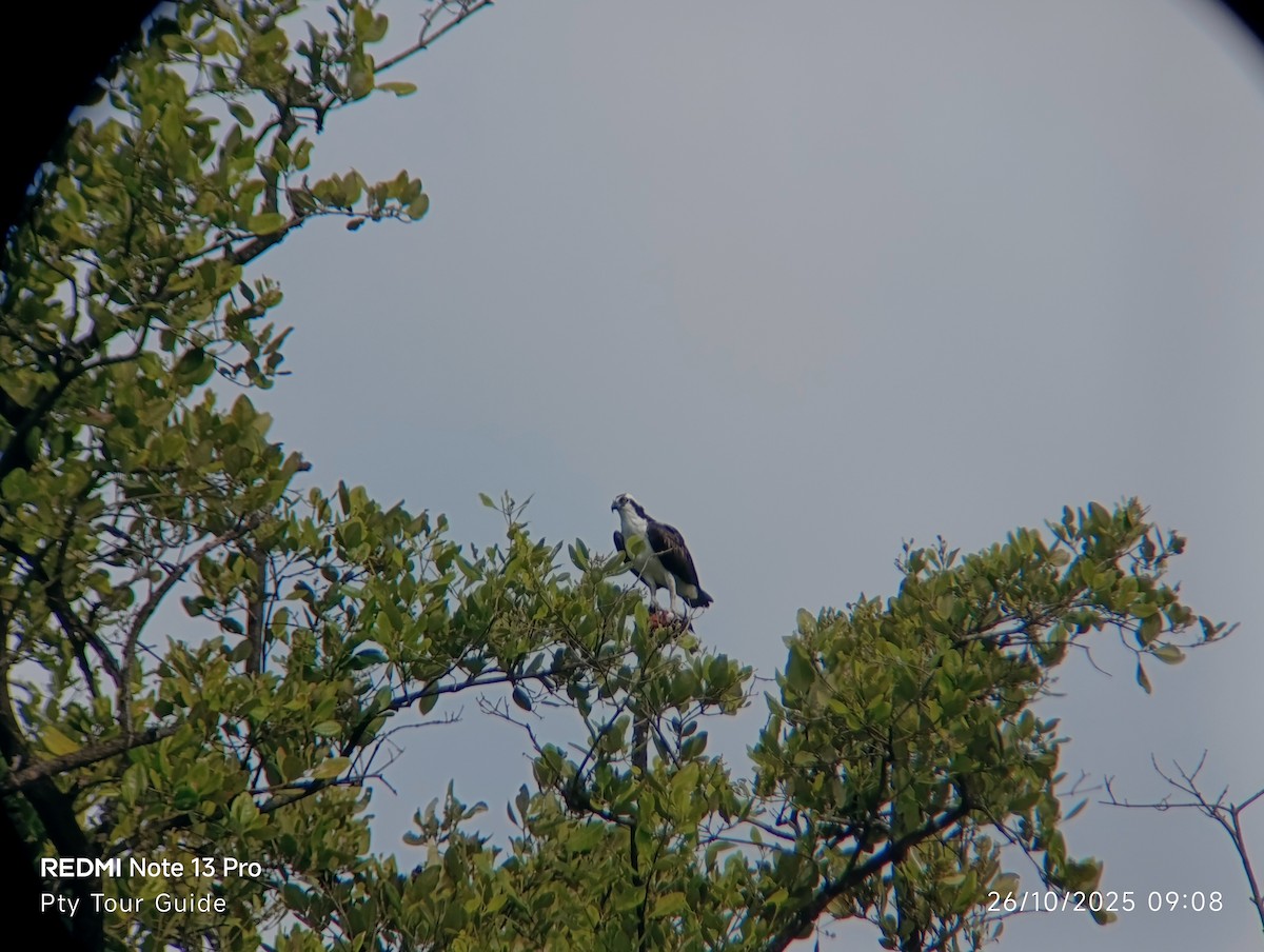 Osprey - ML644395887