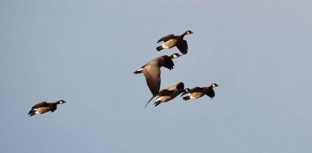 Cackling Goose - ML644395888