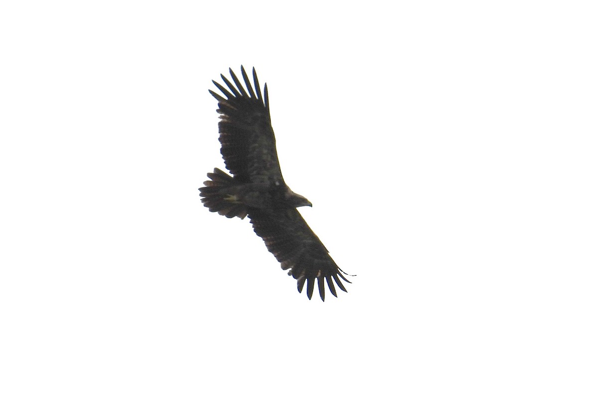 Tawny Eagle - ML644395892