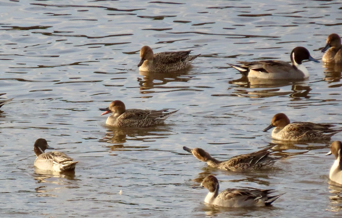 Northern Pintail - ML644395893