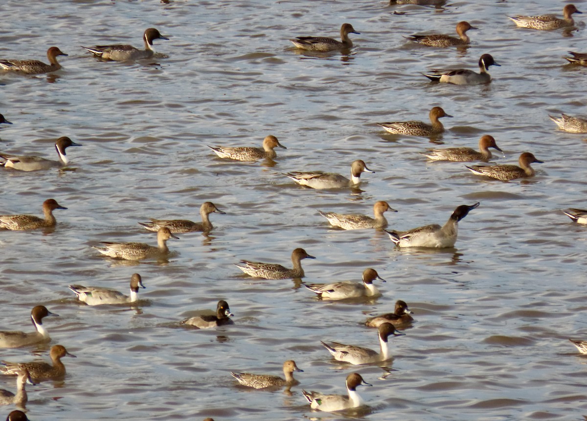 Northern Pintail - ML644395895