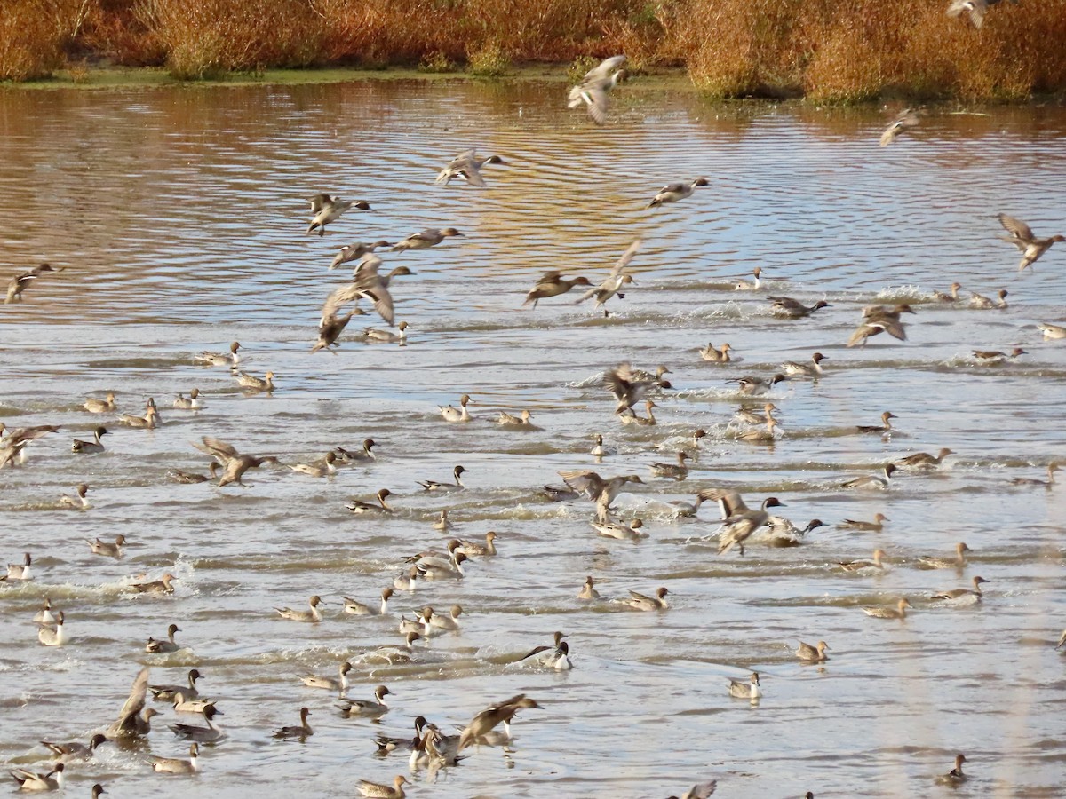 Northern Pintail - ML644395896