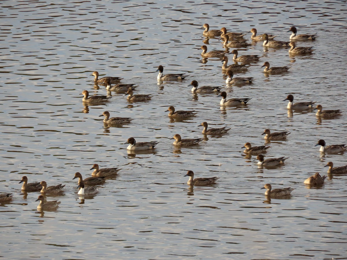 Northern Pintail - ML644395897