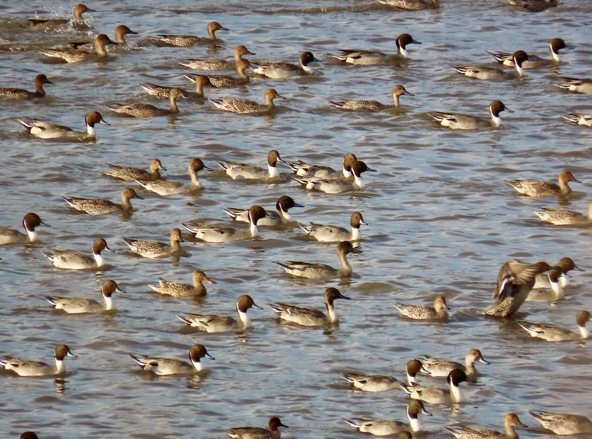 Northern Pintail - ML644395898