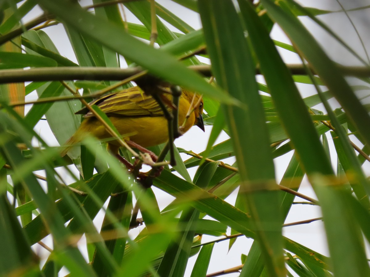 Holub's Golden-Weaver - ML644395900