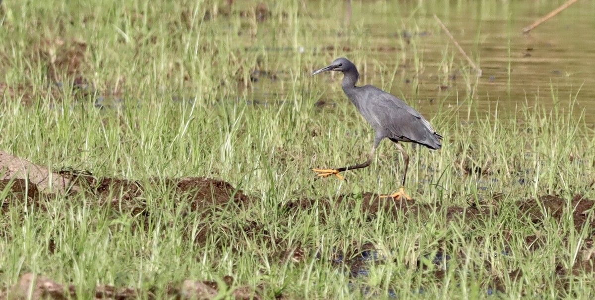 Airone ardesia - ML644395902