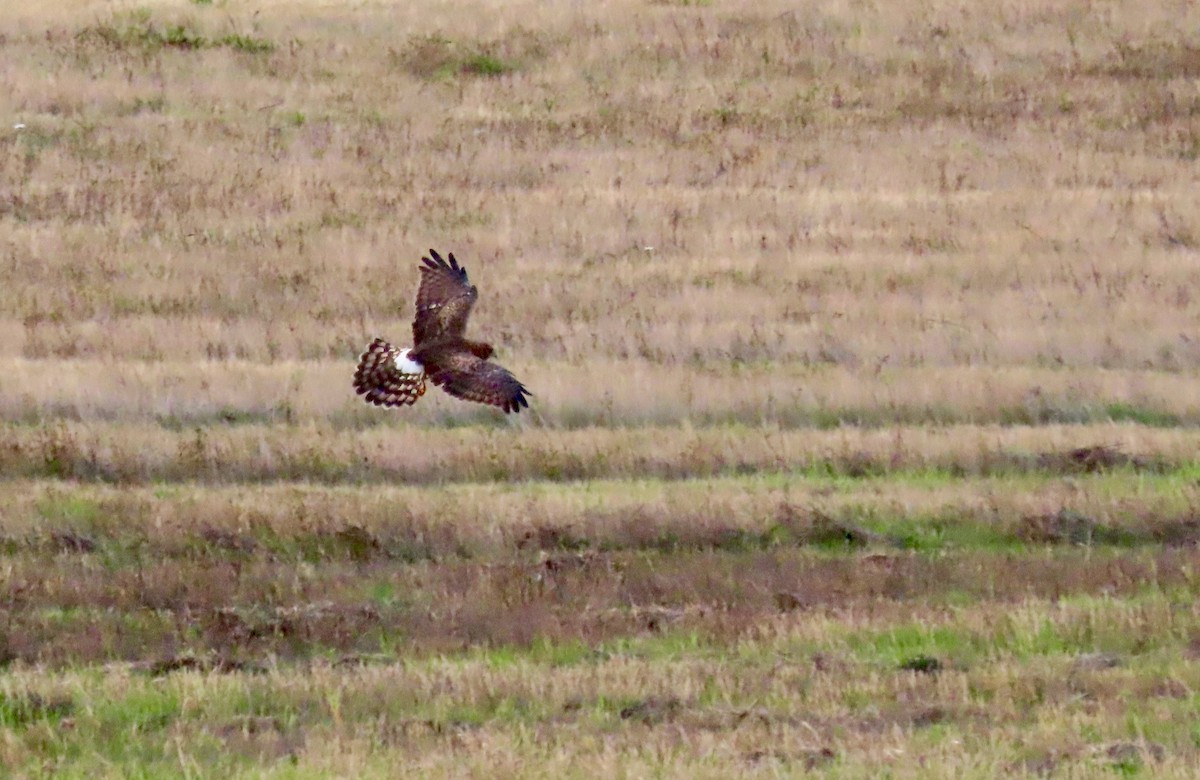 Northern Harrier - ML644395904