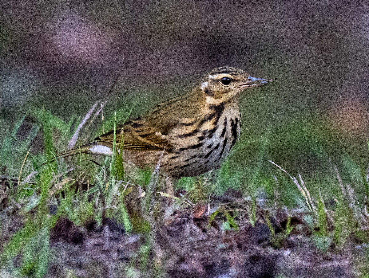 Olive-backed Pipit - ML644395913