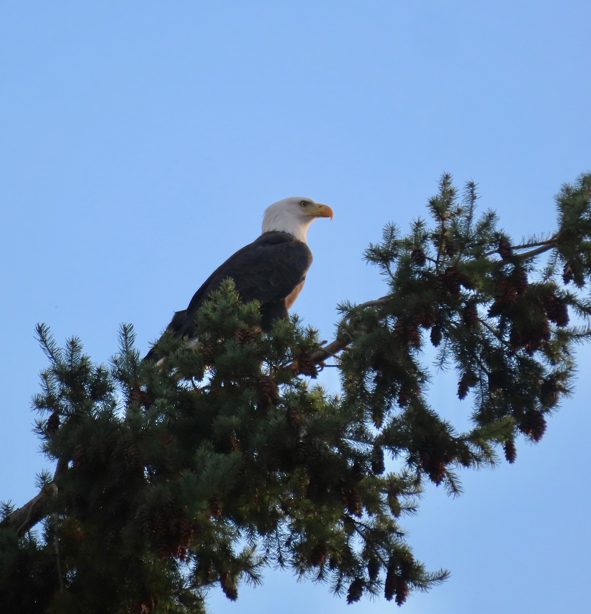 Белоголовый орлан - ML644395916