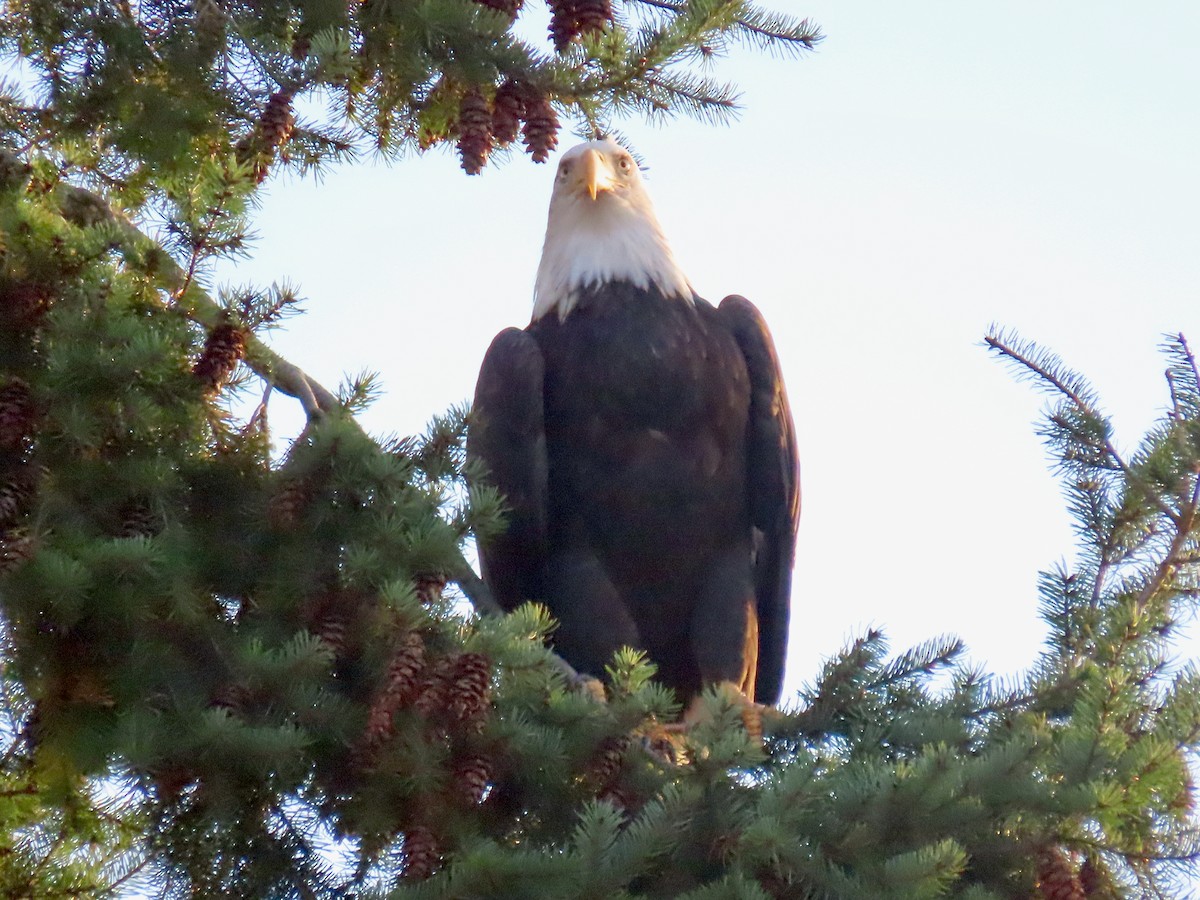 Белоголовый орлан - ML644395917