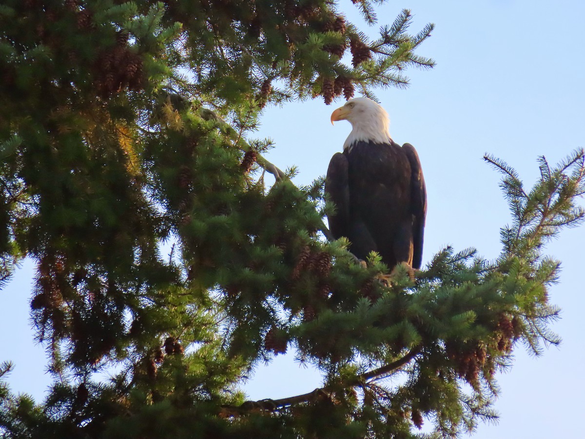 Белоголовый орлан - ML644395918