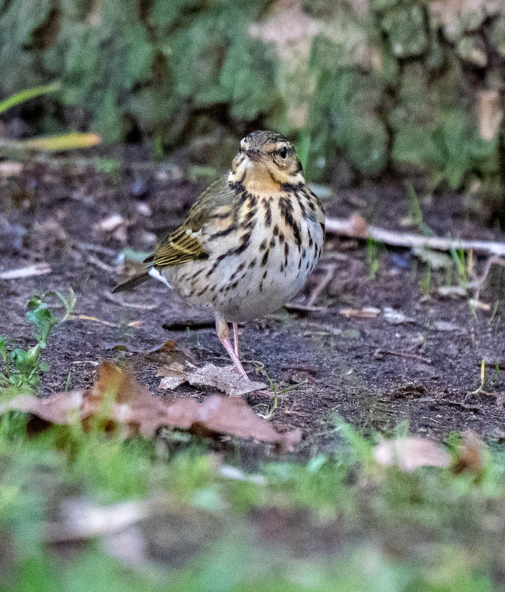 Olive-backed Pipit - ML644395921