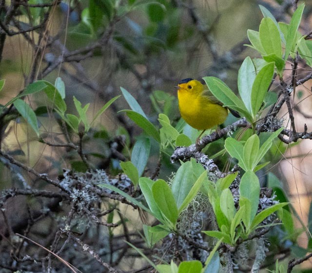 Reinita de Wilson - ML644395924